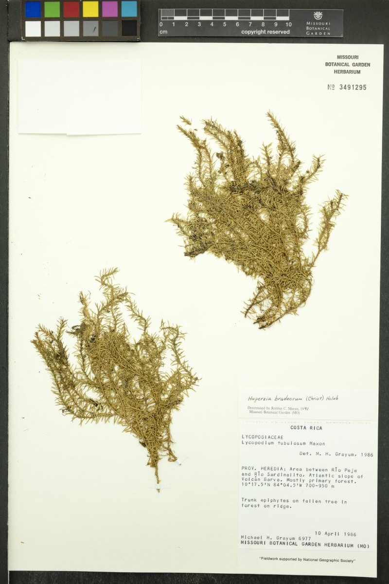 Huperzia bradeorum