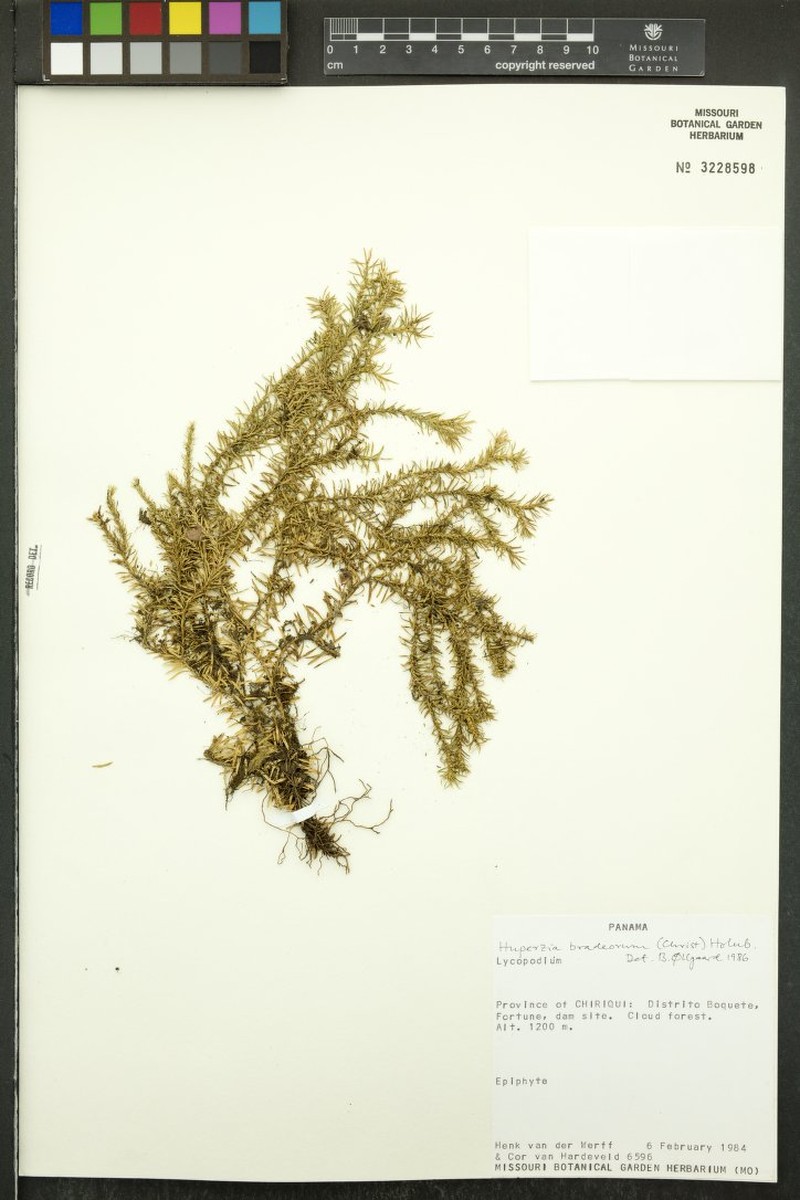Huperzia bradeorum photo 2