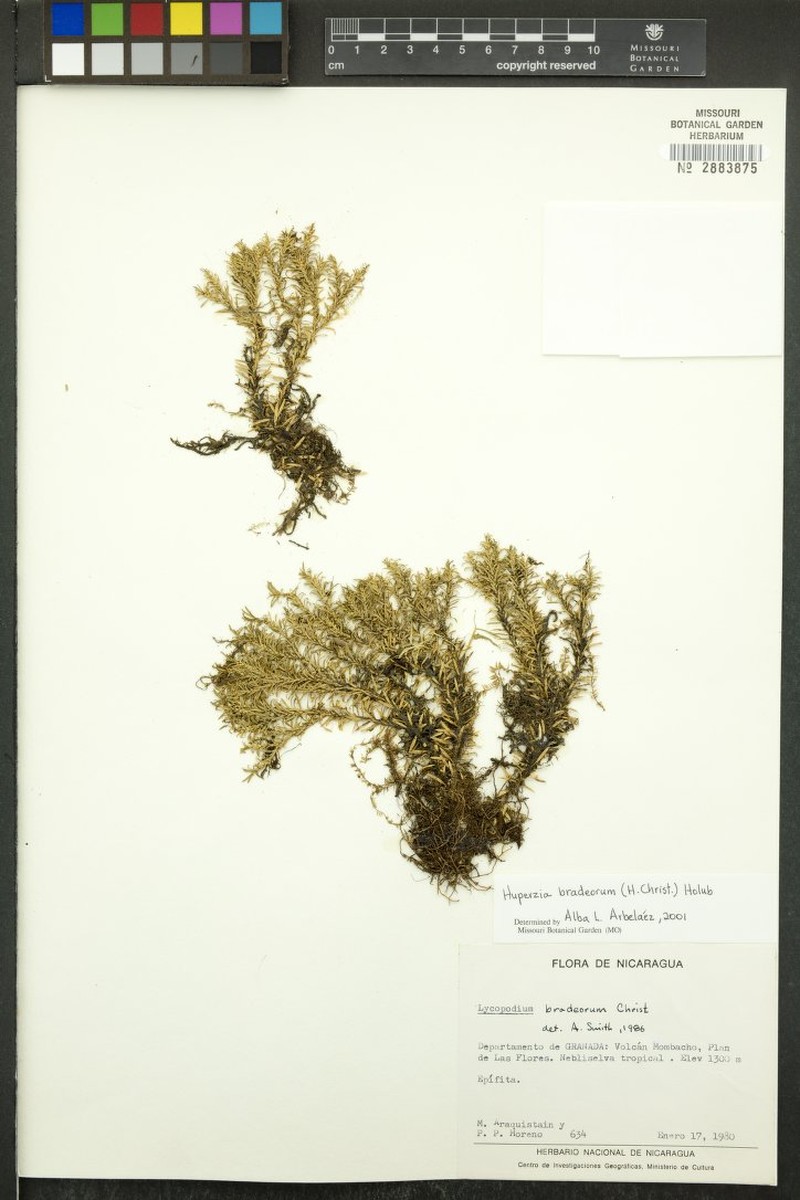 Huperzia bradeorum photo 3
