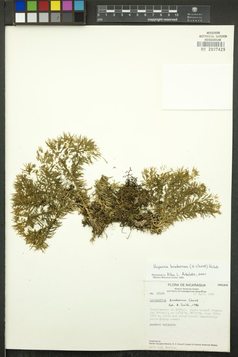 Huperzia bradeorum photo 4