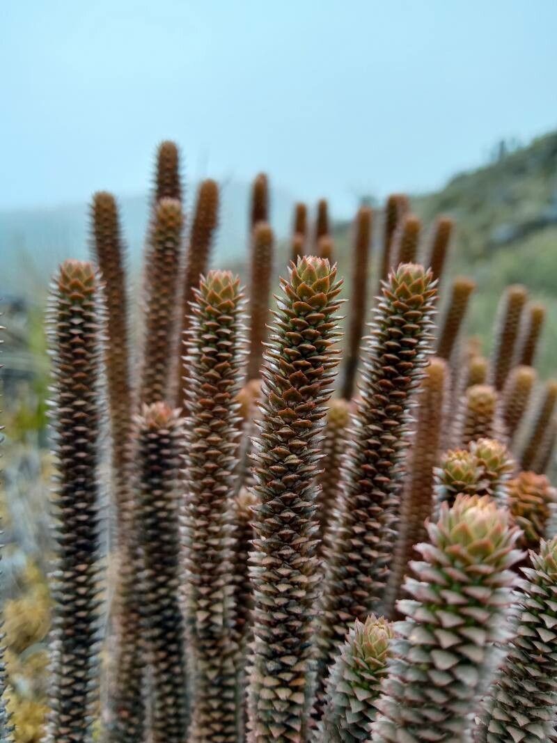 Huperzia brevifolia