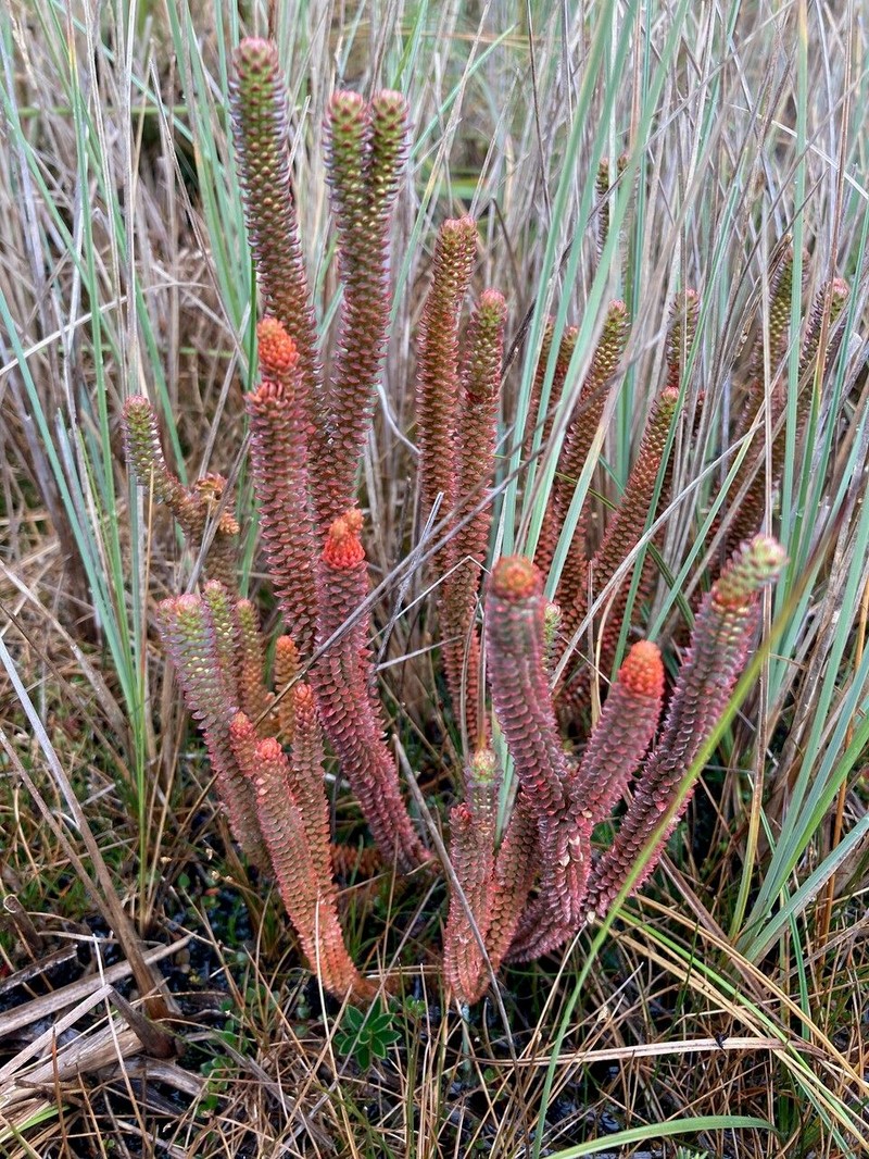 Huperzia brevifolia photo 2