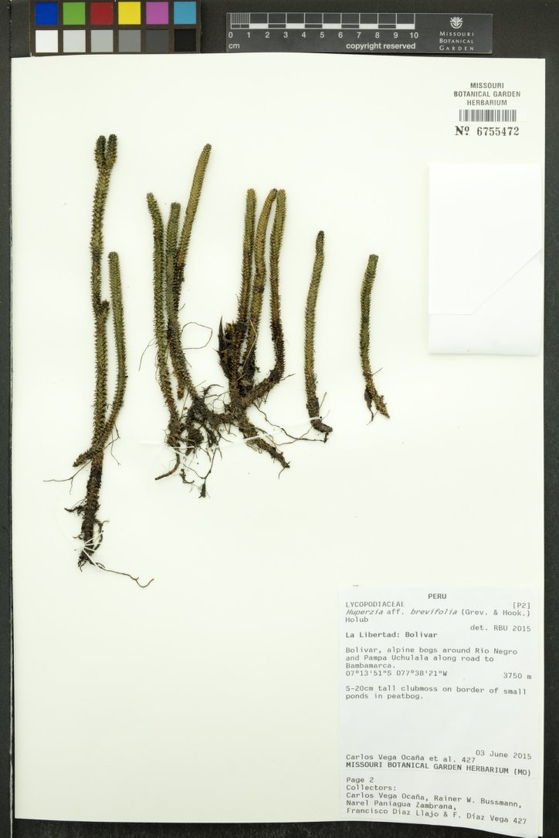 Huperzia brevifolia photo 3