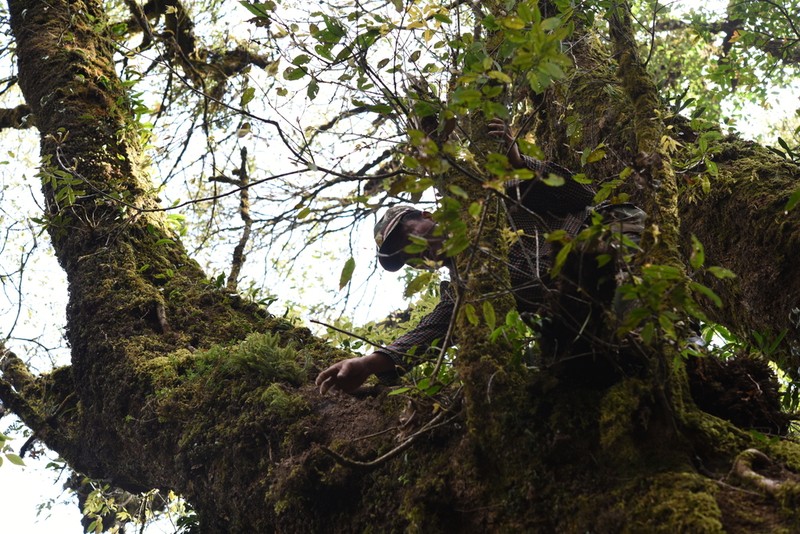 Huperzia bucahwangensis photo 2