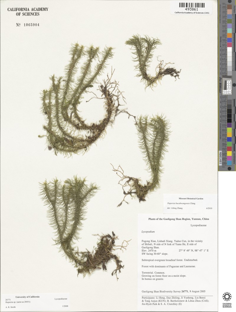 Huperzia bucahwangensis photo 3