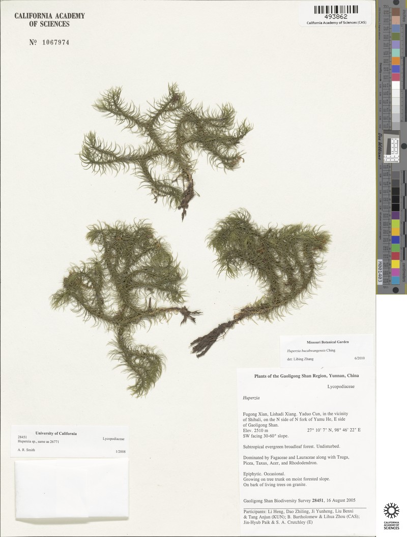 Huperzia bucahwangensis photo 4