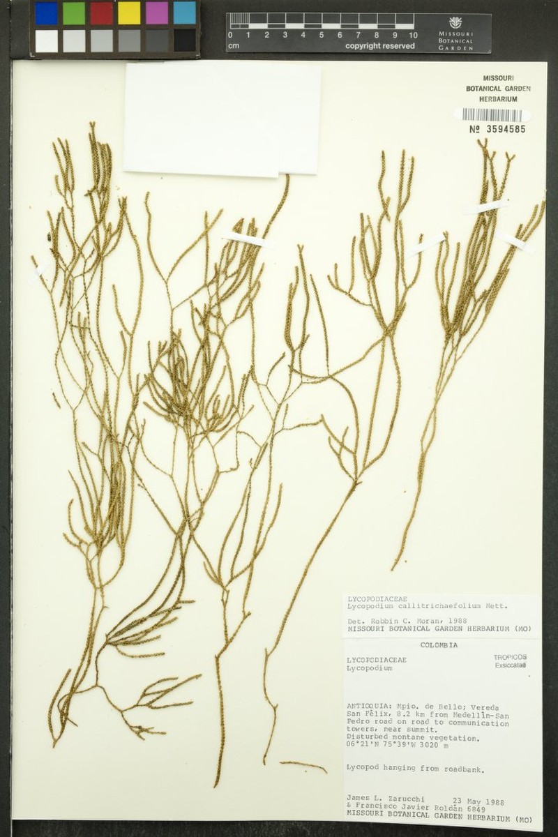 Huperzia callitrichifolia