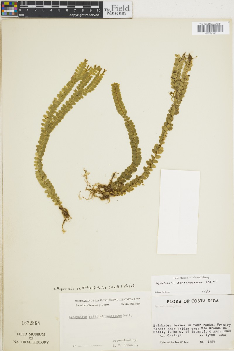 Huperzia callitrichifolia photo 2
