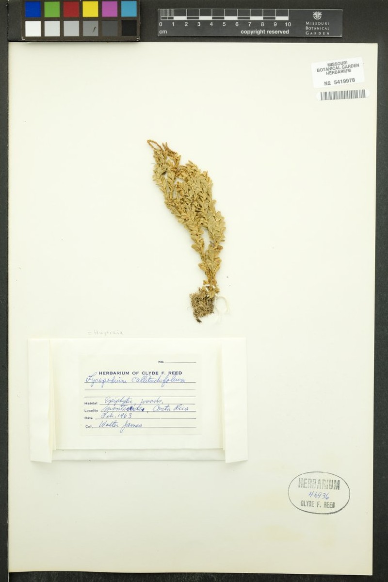 Huperzia callitrichifolia photo 3