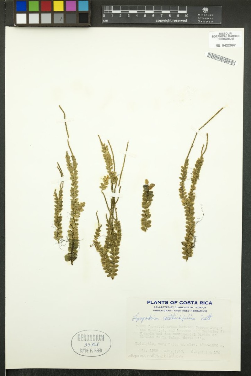 Huperzia callitrichifolia photo 4