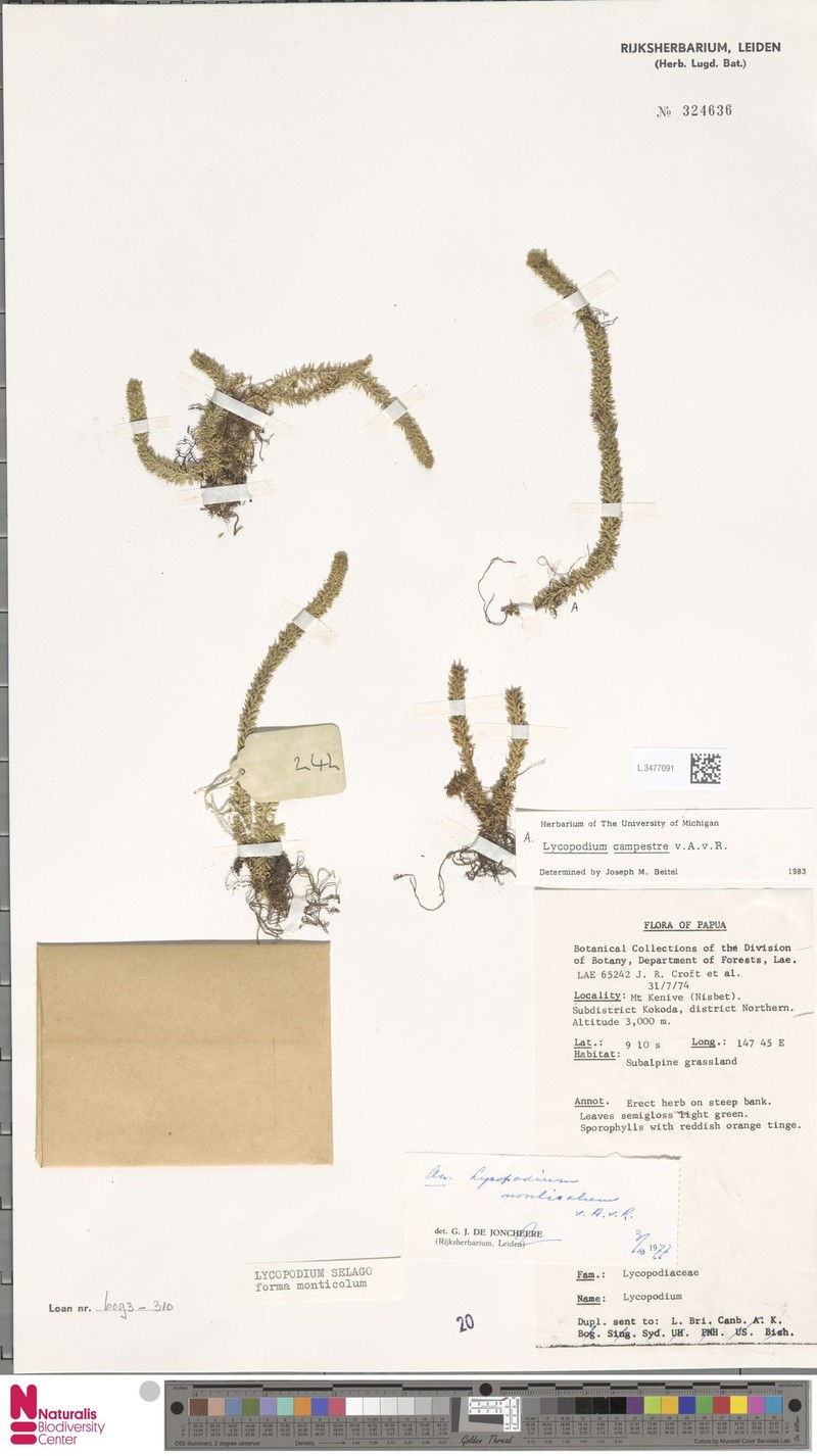Huperzia campestris