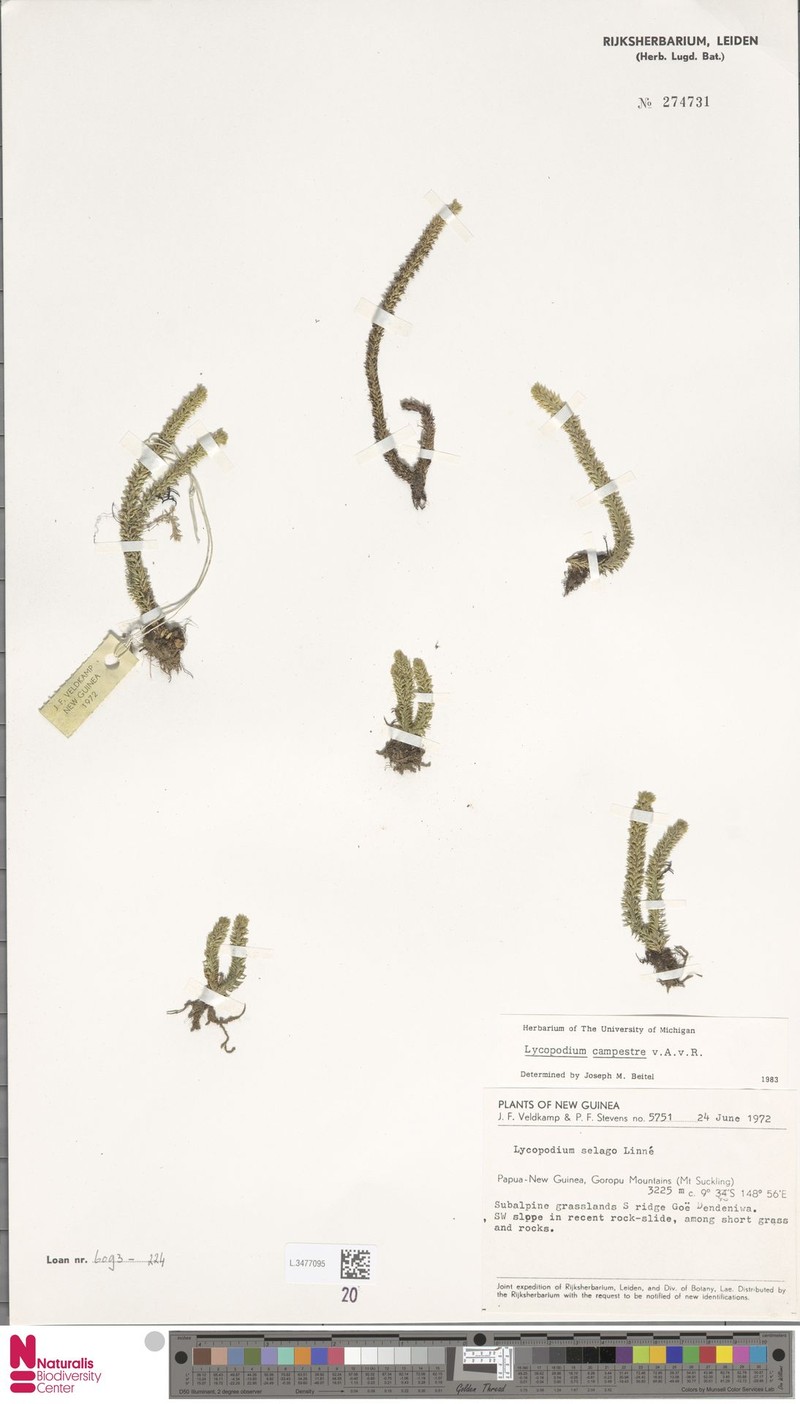 Huperzia campestris photo 2