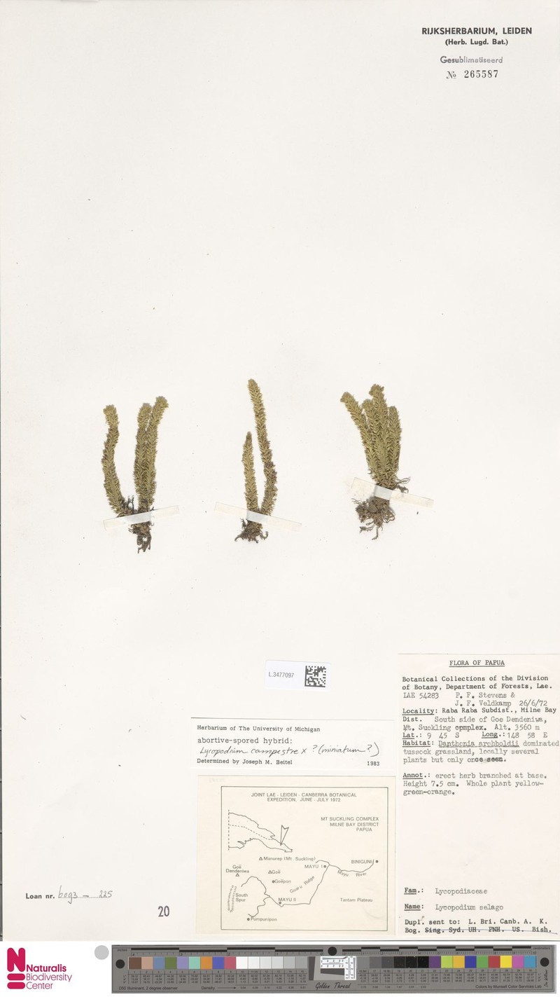 Huperzia campestris photo 3