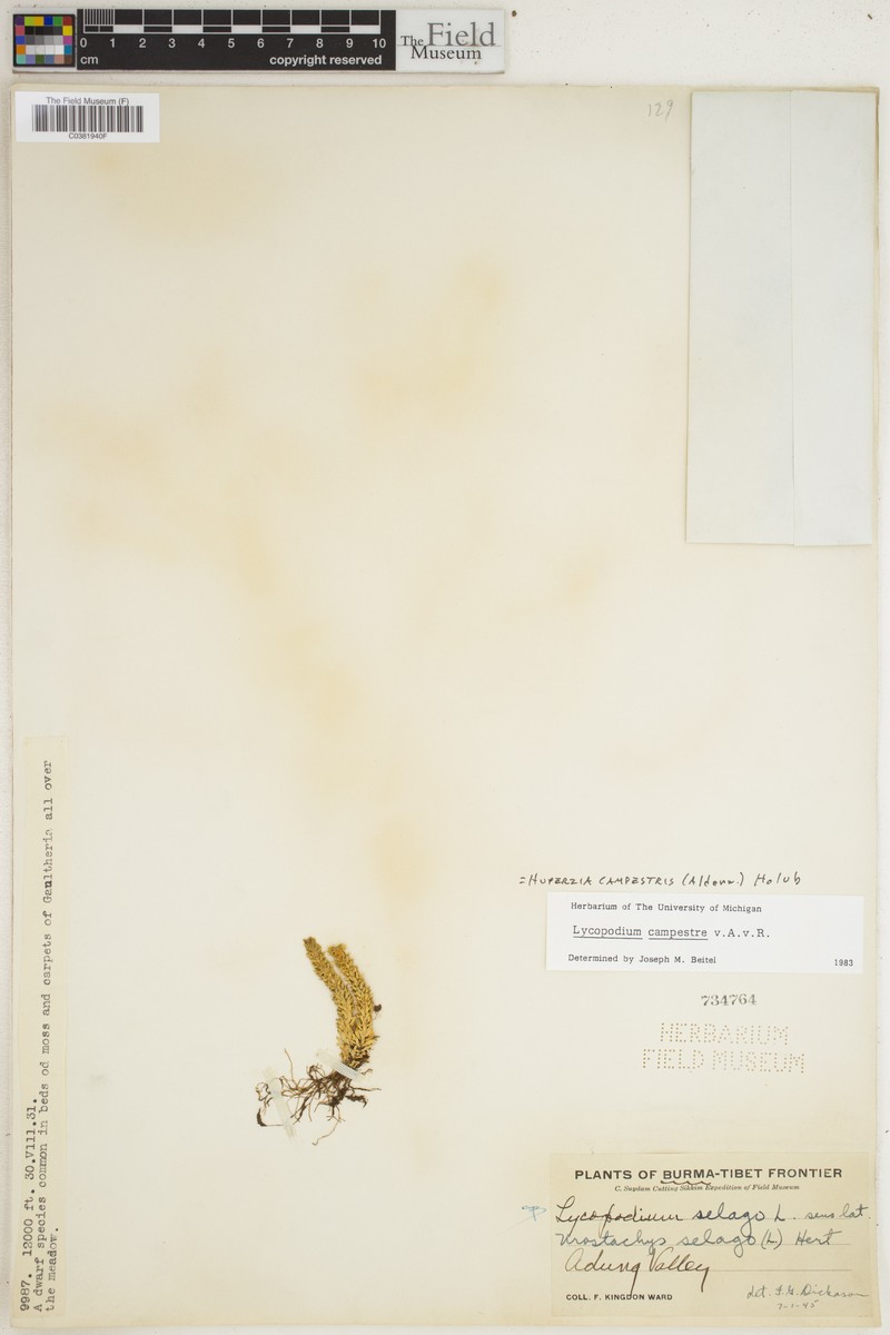 Huperzia campestris photo 4