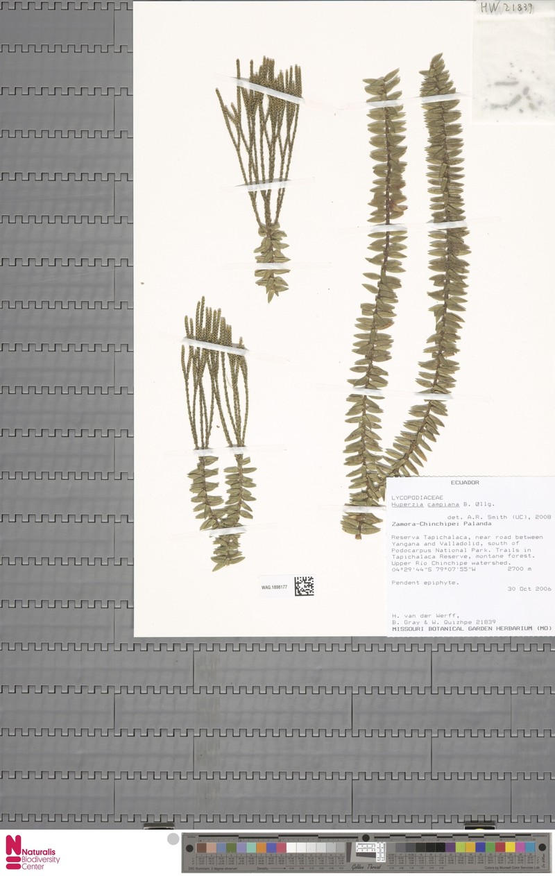 Huperzia campiana