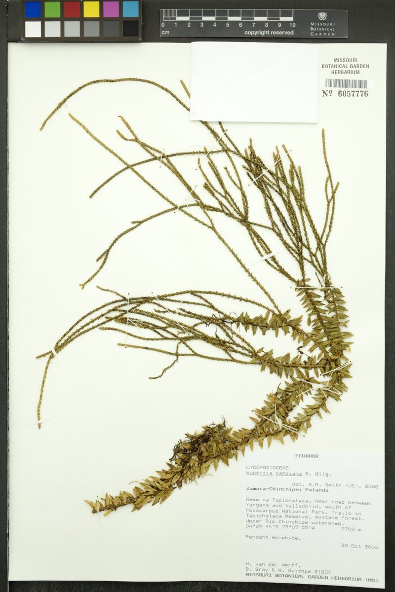 Huperzia campiana photo 2