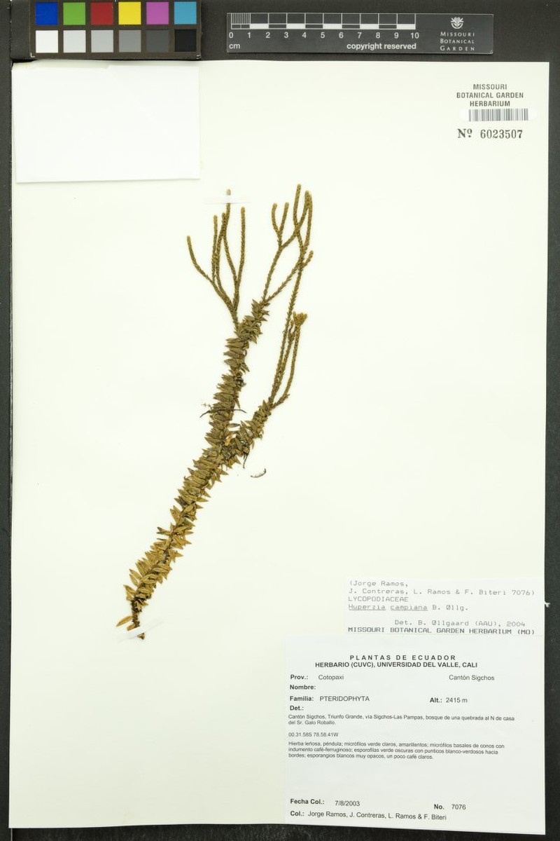 Huperzia campiana photo 3