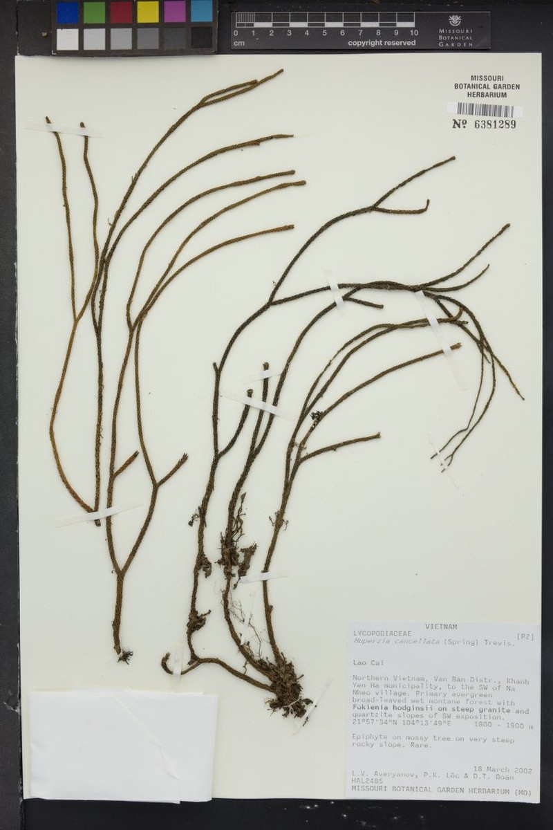 Huperzia cancellata