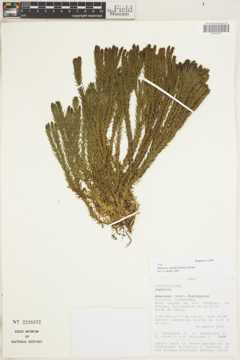 Huperzia capellae
