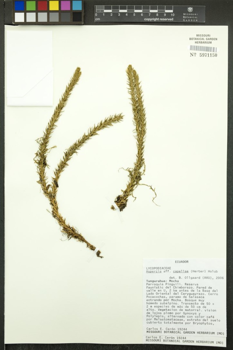 Huperzia capellae photo 2