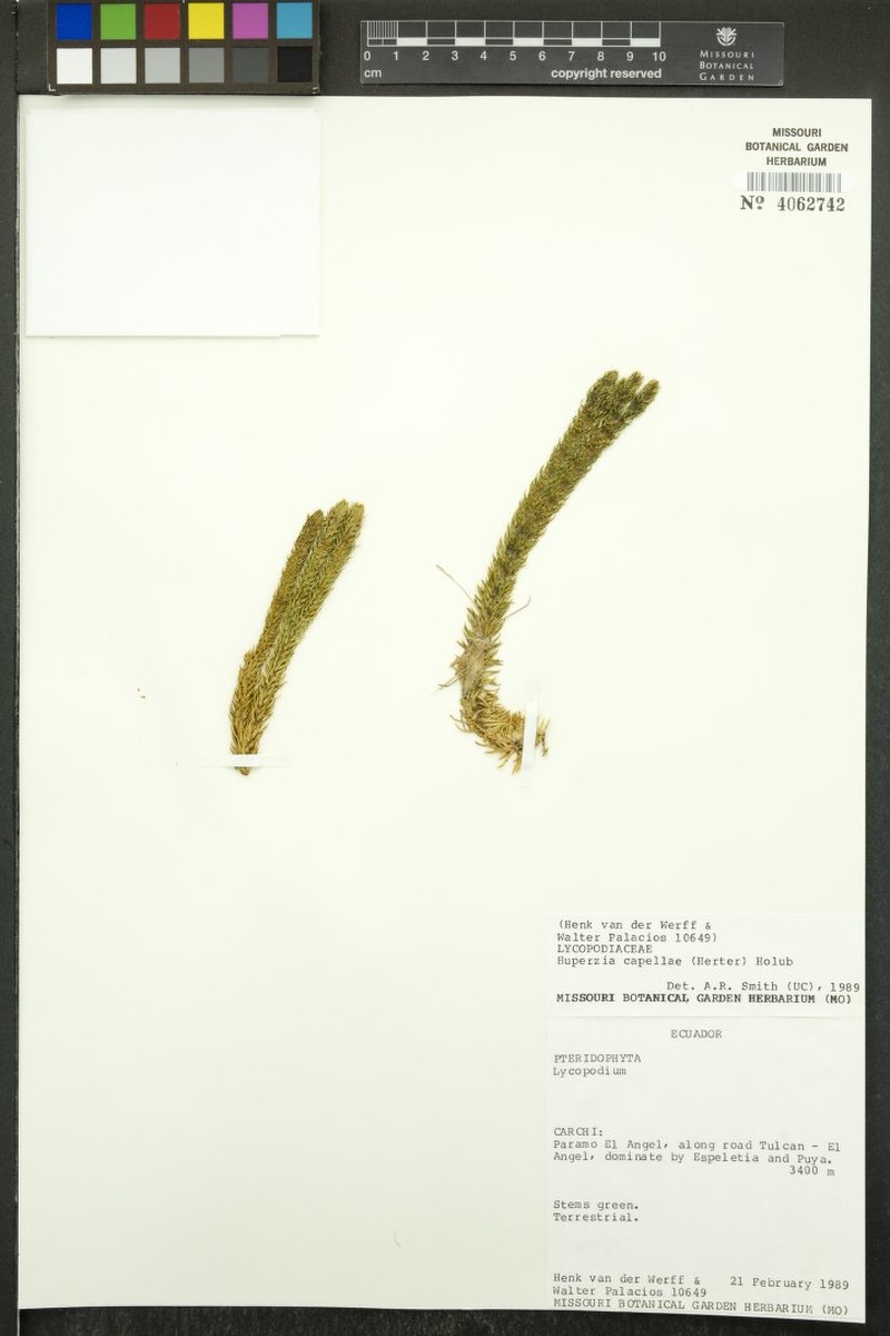 Huperzia capellae photo 3