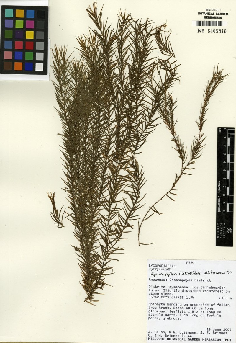Huperzia capillaris