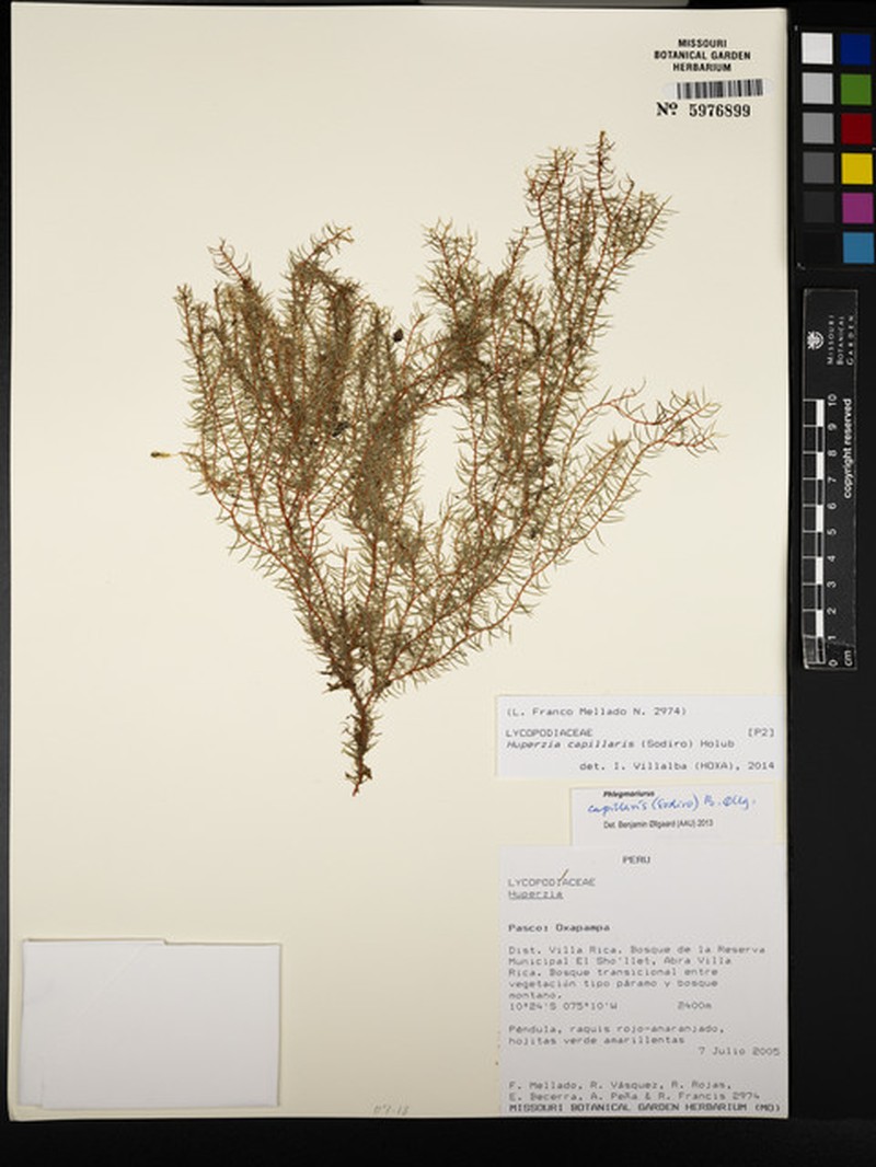 Huperzia capillaris photo 2