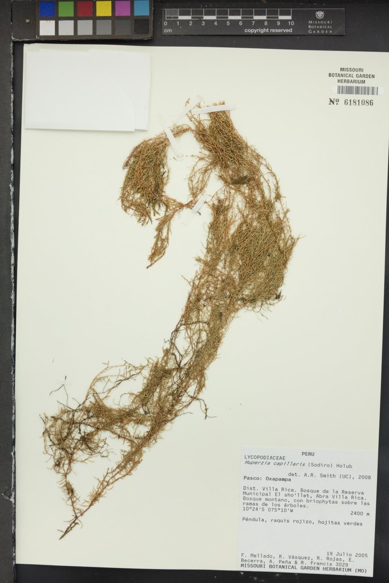 Huperzia capillaris photo 3