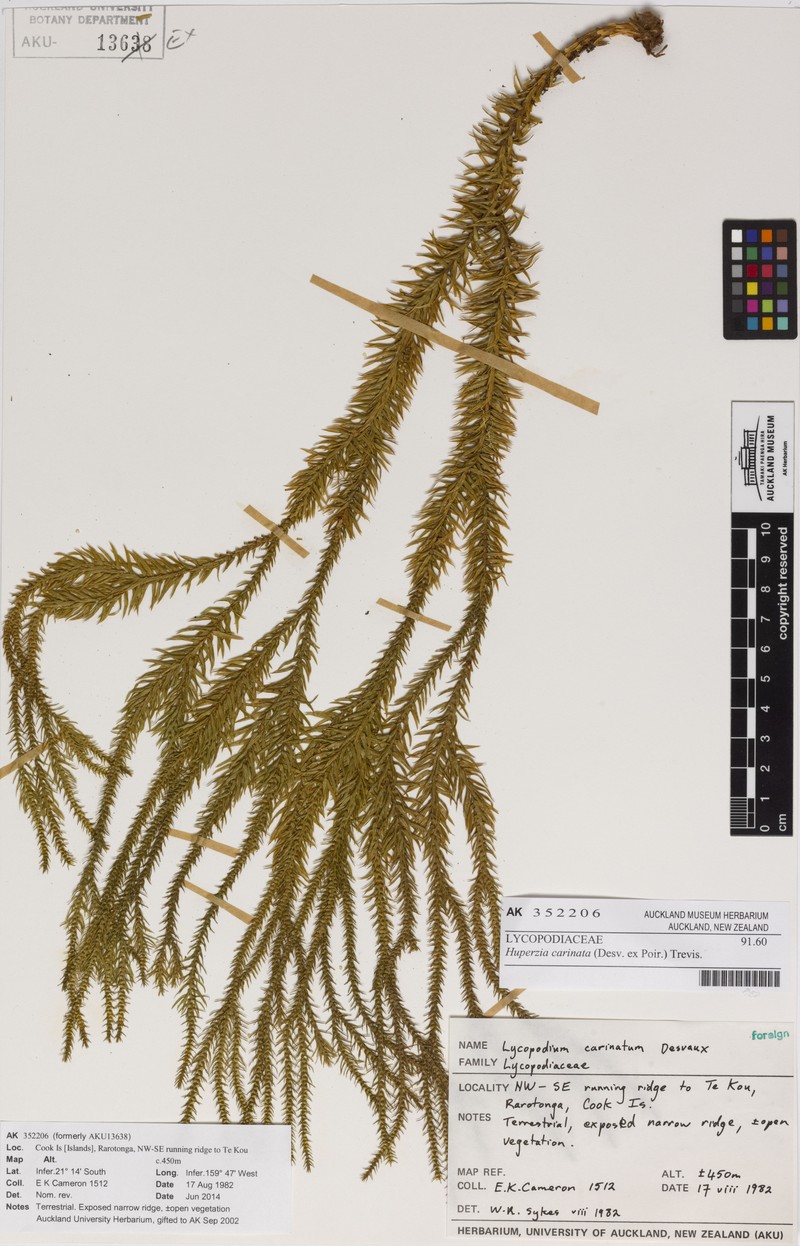 Huperzia carinata
