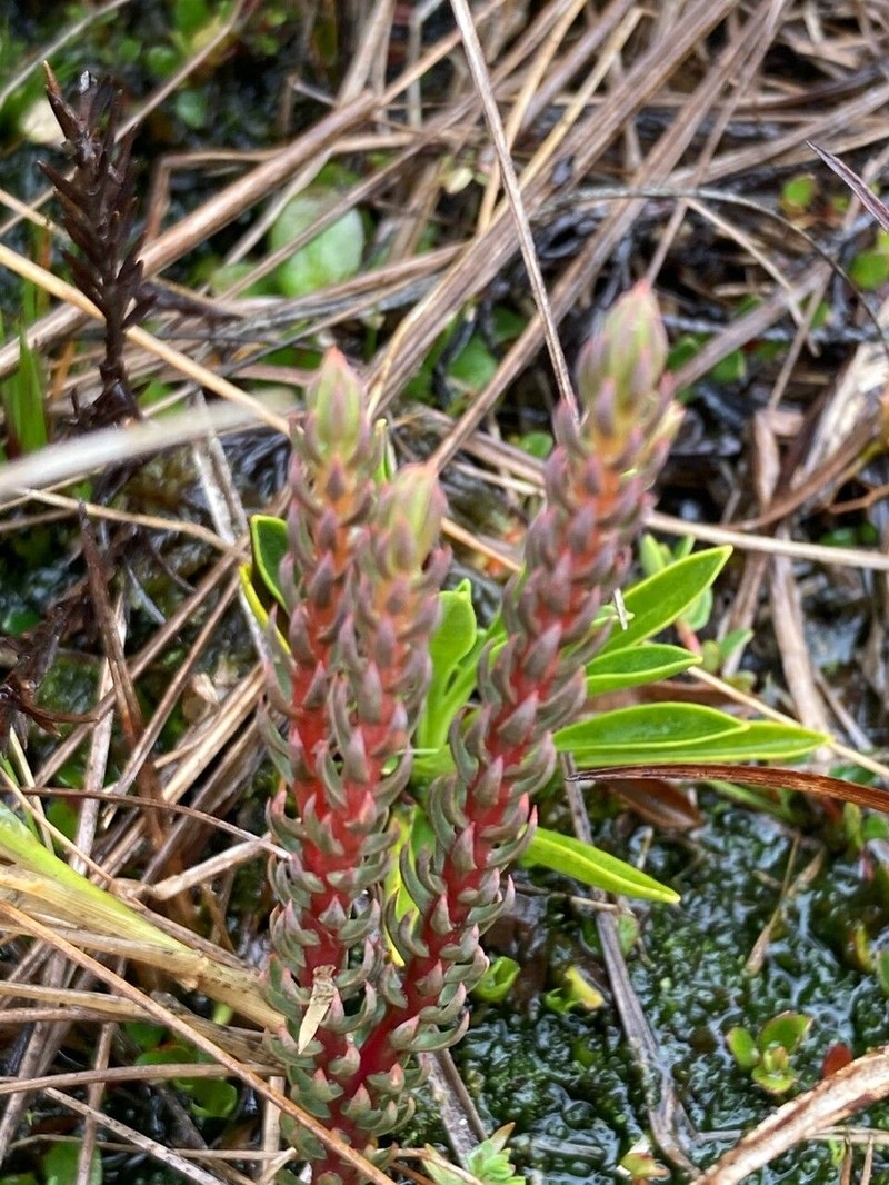 Huperzia catacachiensis