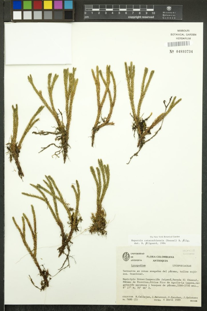 Huperzia catacachiensis photo 2