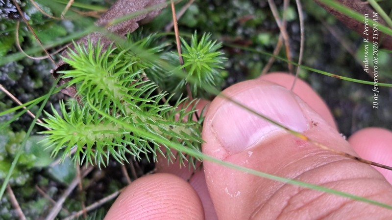 Huperzia catharinae