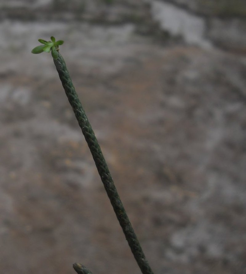 Huperzia cavifolia