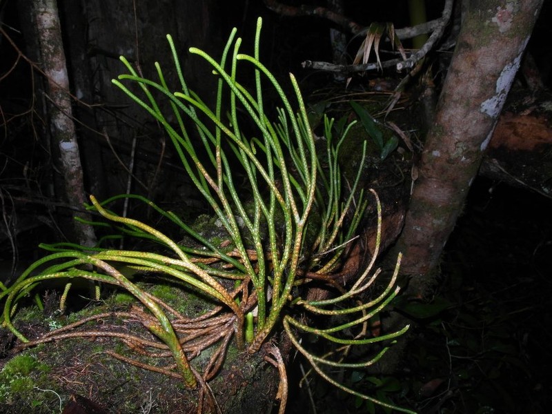 Huperzia cavifolia photo 2