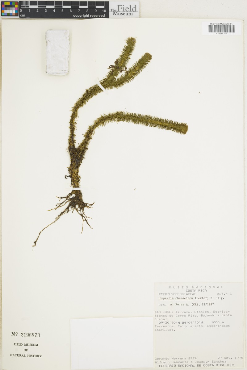Huperzia chamaeleon