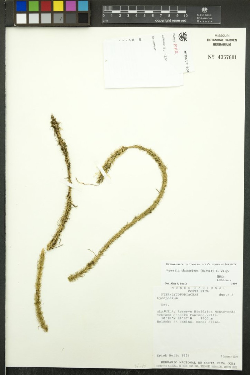 Huperzia chamaeleon photo 2