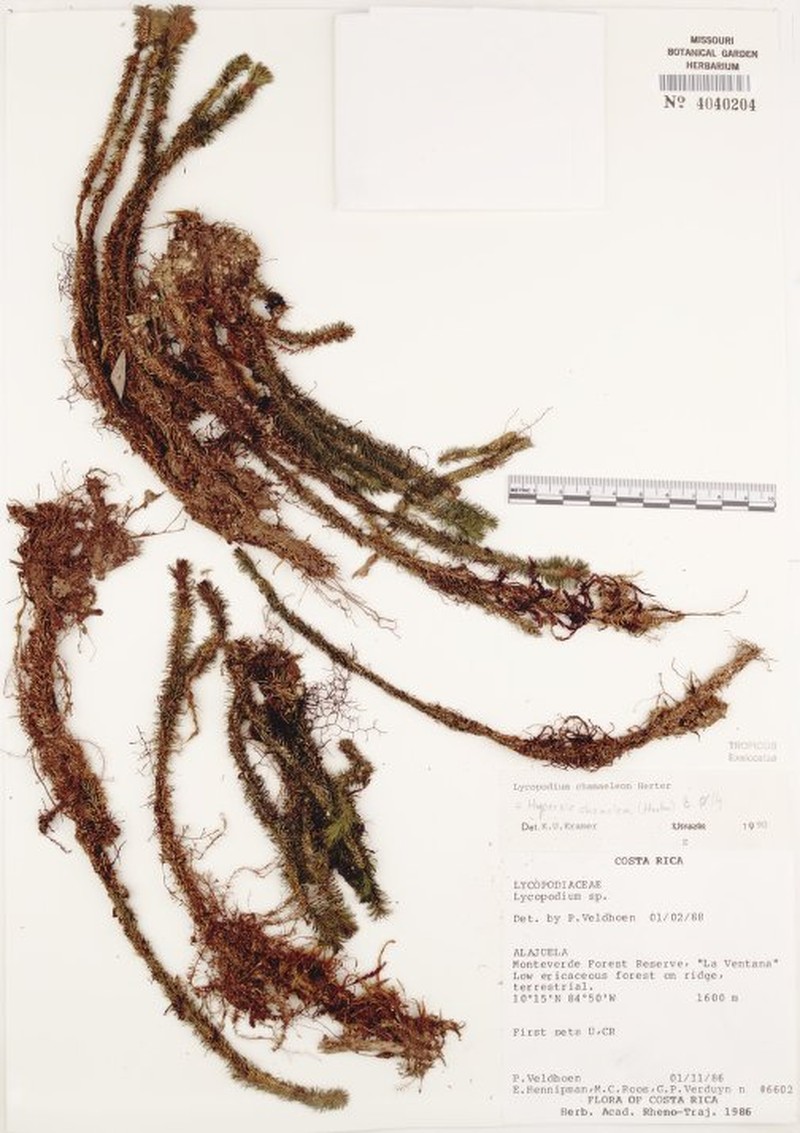 Huperzia chamaeleon photo 3
