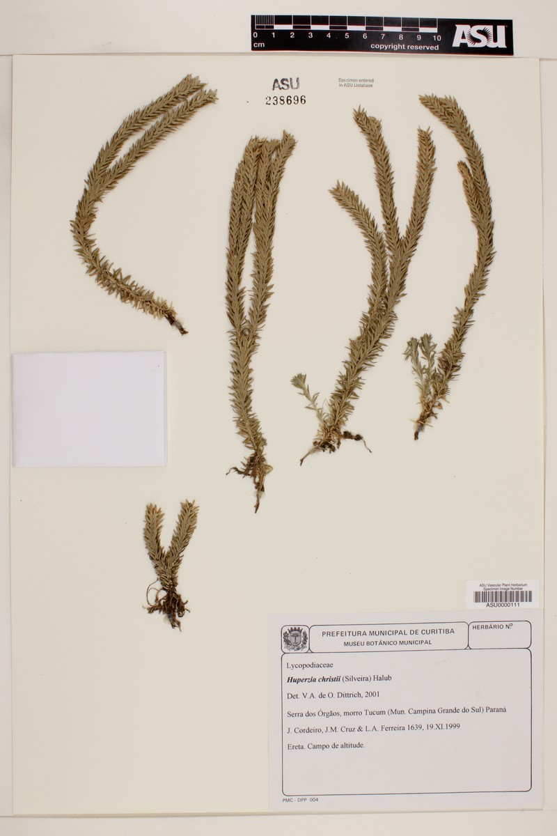 Huperzia christii