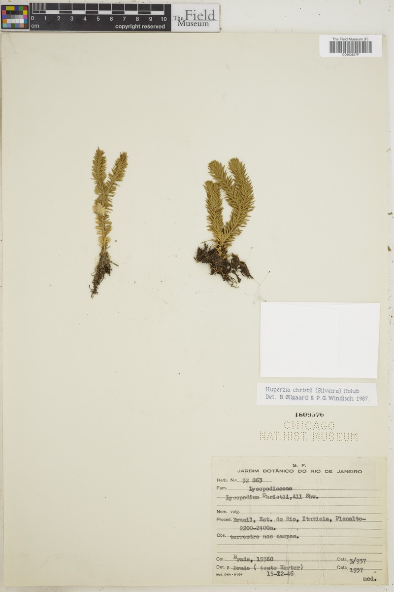 Huperzia christii photo 2