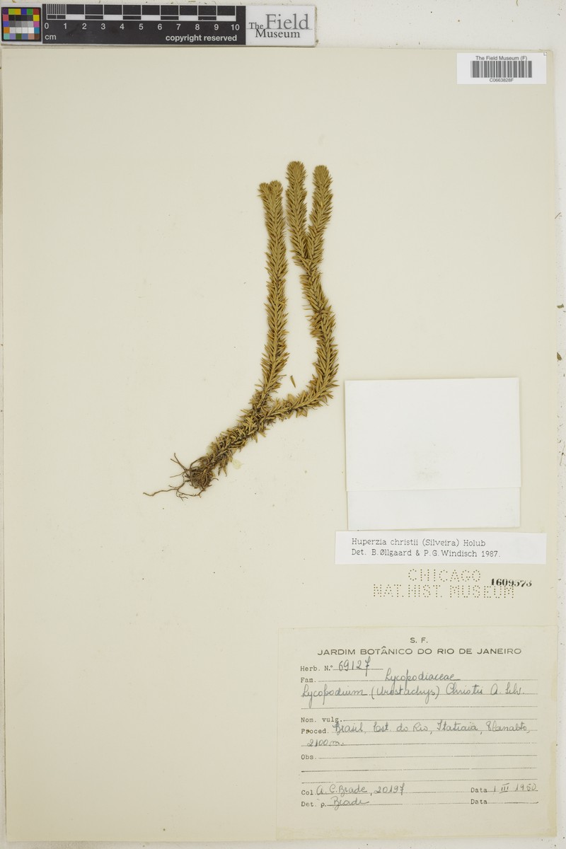 Huperzia christii photo 3