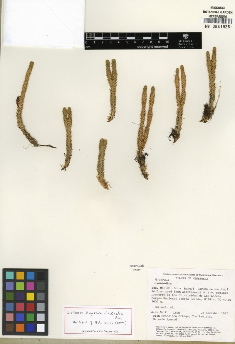 Huperzia ciliolata