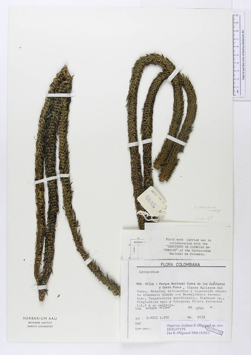 Huperzia cleefiana