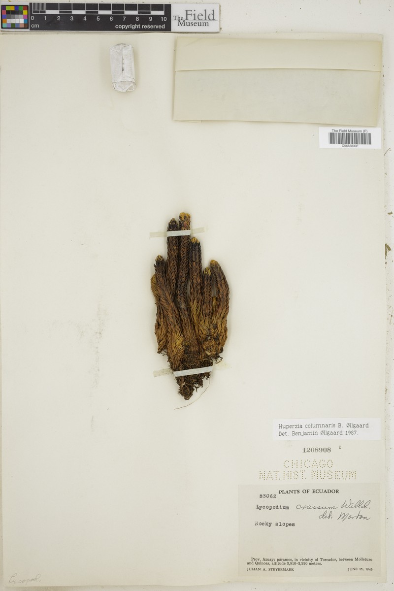 Huperzia columnaris