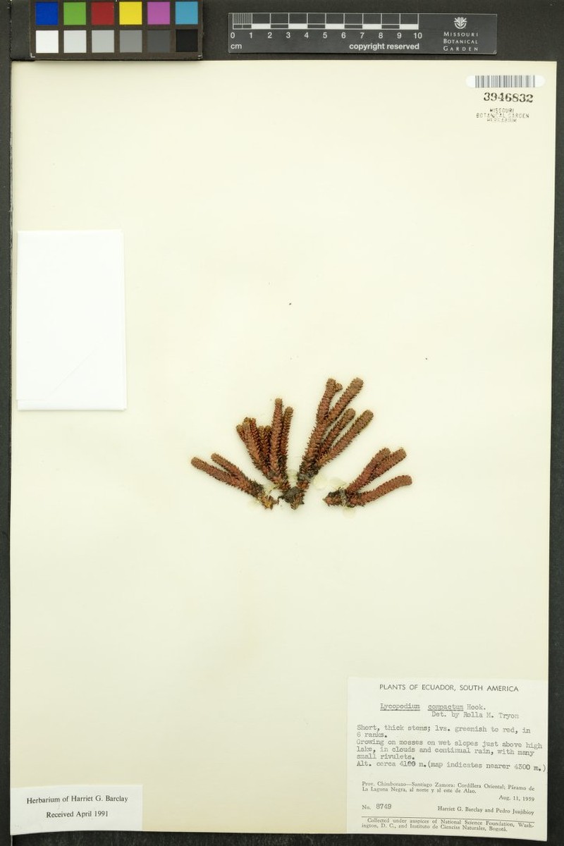Huperzia compacta photo 2