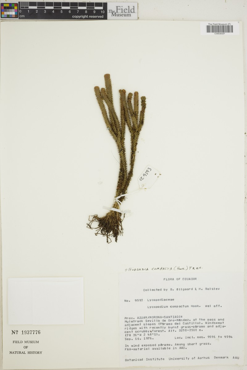 Huperzia compacta photo 3