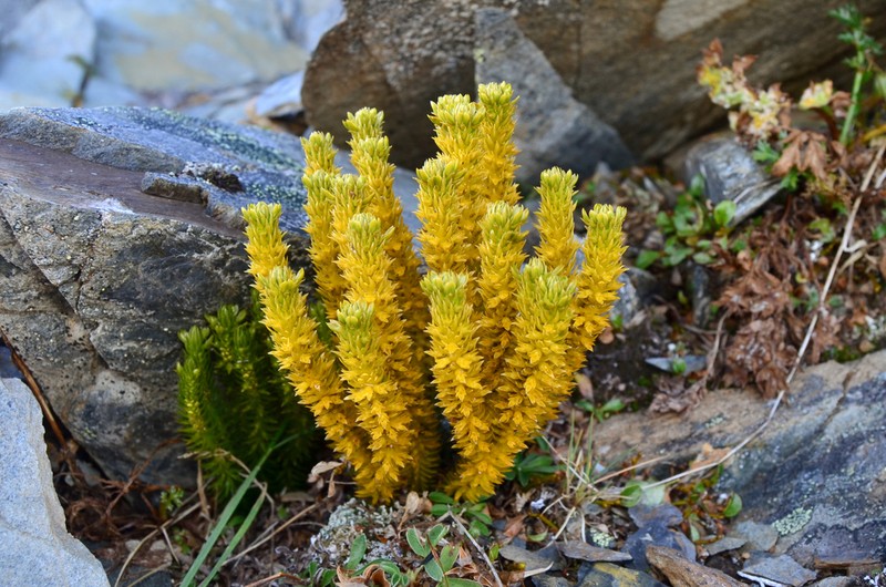 Huperzia continentalis