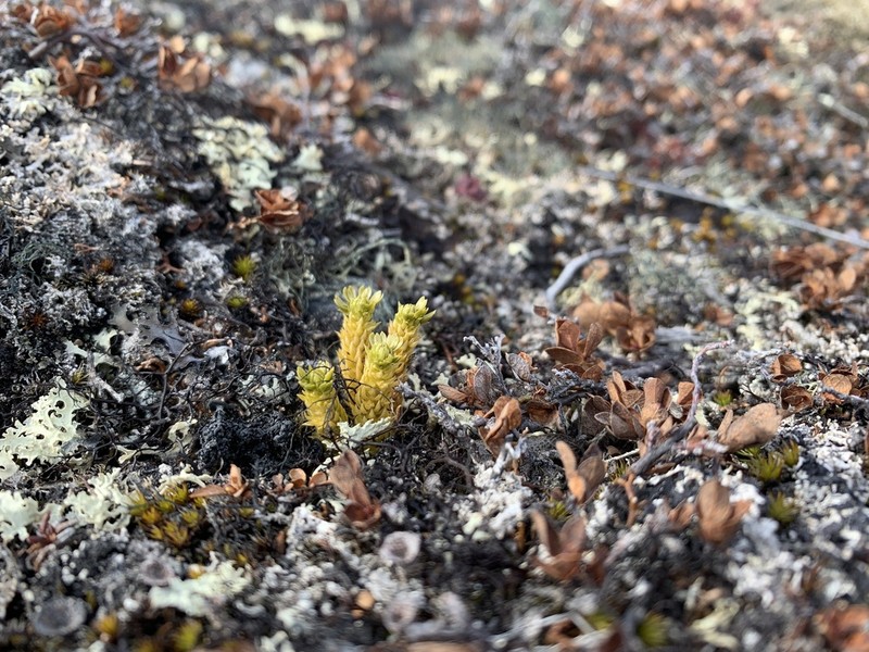 Huperzia continentalis photo 2
