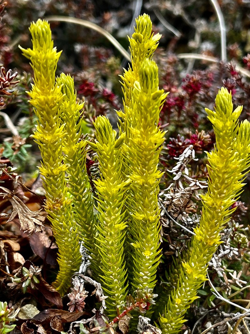 Huperzia continentalis photo 3