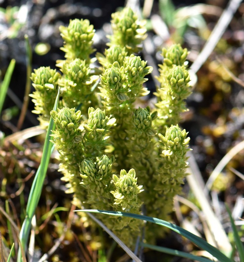 Huperzia continentalis photo 5