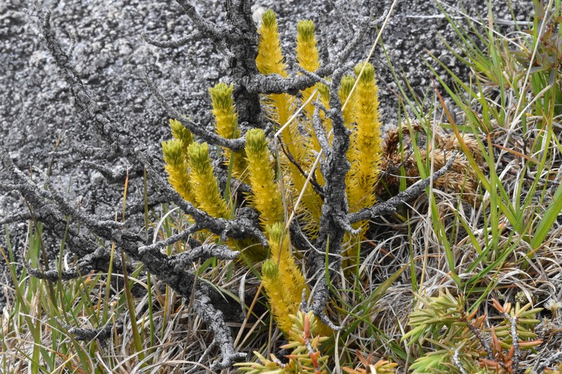 Huperzia continentalis photo 8
